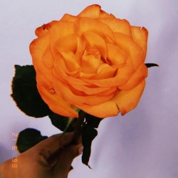 yadiraburbano:  El color naranja 🧡✨libera las emociones negativas. #orangerose #orange #rose #naranja  aparte que es unos de mis colores favoritos, ocupa el 4to. lugar. 🧡✨