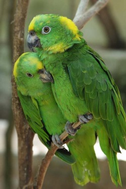 BFF – best feathered friends (Yellow-naped