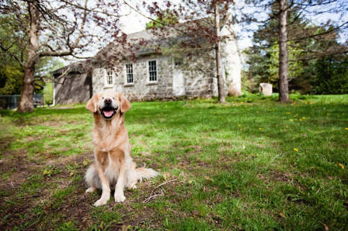 Smiley was born without eyes and spent his first few years in a puppy mill. His condition also gave him a few other quirks: he is smaller than your average golden, but he has really big teeth. His back legs are a little bowed. And he looks like a puppy