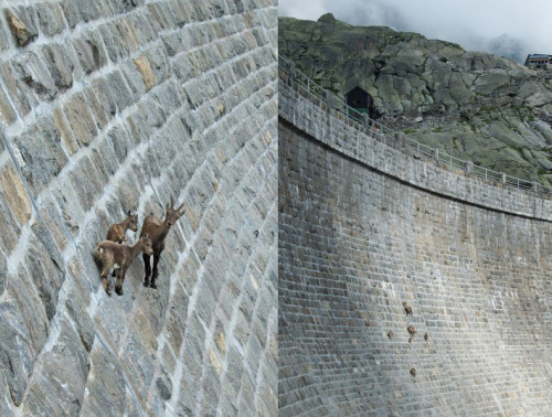 let-s-build-a-home: Goat Wall Sure-footed mountain goats climb up an almost vertical dam in search o