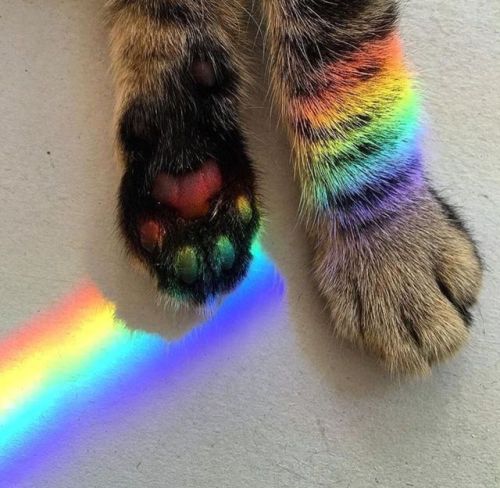 gay cat!!