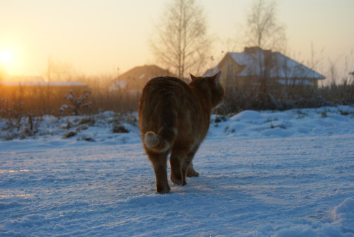 autumnalwolf:My baby 