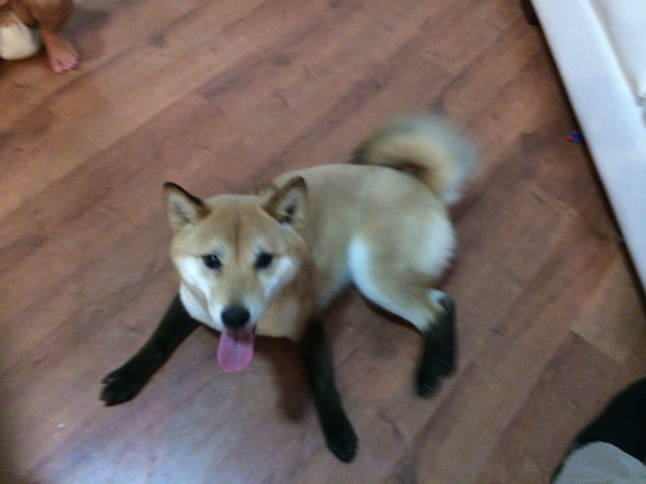 zoe-fuentes:  pacific-indigo:  Red Fox Shiba  IT LOOKS LIKE IT HAS SOCKS OMFG 