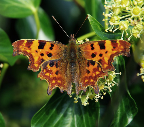 The Comma - Polygonia c-album. It’s just as well that humming-bird hawk moths aren’t butterflies, ot