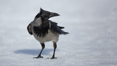 Hooded Crow (Corvus cornix)&gt;&gt;by Eugenijus Kavaliauskas