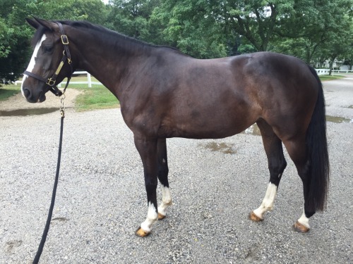 daydreamingequestrian:  Jolie says “Hi people!” I measured her with a height tape today. She’s closi