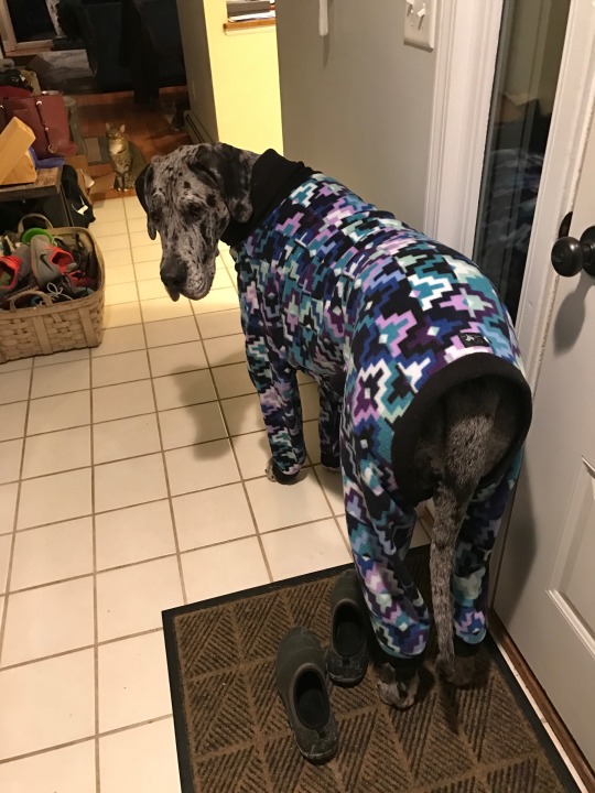 fat-mabari:  localrose:  localrose:  my sister’s great dane doesn’t fit into store-size doggy clothes so someone custom made flannel pj’s for her and now i’m crying  an update: they are Good Pajamas  This is why I keep my tumblr account folks.