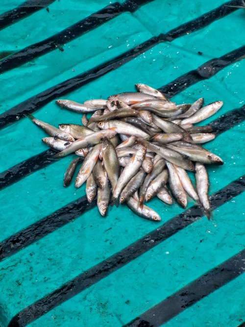 Went To A Fish Market Today.