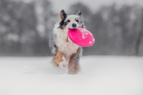 australianshepherd