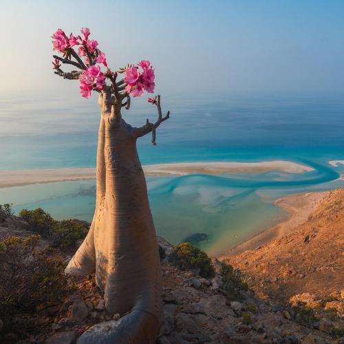 Amazinglybeautifulphotography:  A Desert Rose In Yemen. In The Background The Arabic