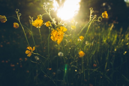 dpcphotography:Sunshine and Dandelions 2