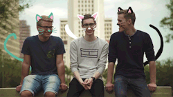teamsantorin:  I call this one the triple dane kittens :3welcome new followers! &lt;3