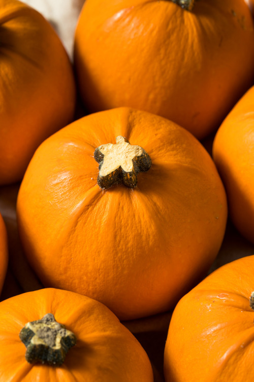 Mini Pumpkins www.brenthofacker.com