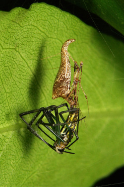 sinobug:  Araneophagy A Theridiid Spider