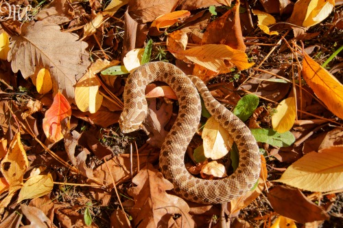 kkaroushi:  thisisasnake:  PSA to anyone who does not know their snake species well. While this little one may look like a small cobra or a rattlesnake he is in fact completely harmless. Please if you encounter any snake simply leave it alone. Most bites