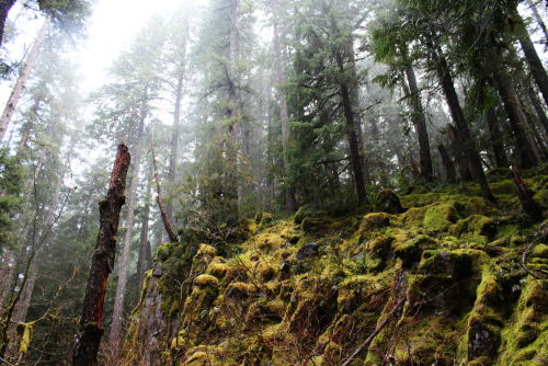 bright-witch: Hinterlands V ◈ Pacific Northwest photography by Michelle N.W. ◈ ◈ Print Shop ◈ Blog ◈