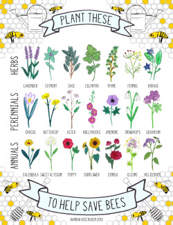 notyourmothersspellbook:  hannah-rosengren:  “Plant These to Help Save Bees: 21 Bee-Friendly Plants” by Hannah Rosengren, 2013. Hello tumblr! I’m re-posting this now since originally posting it last fall because while it’s been so exciting to