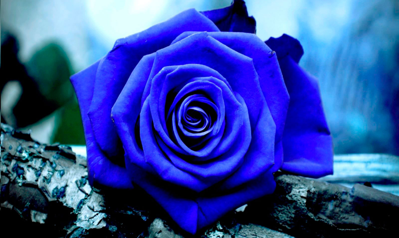 Featured image of post Imagenes Tumblr De Rosas Azules