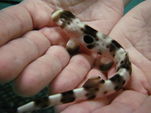 reptimania:  trynottodrown:  some cute shark pups for you  whale shark pups look surprisingly similar to adult whale sharks.  