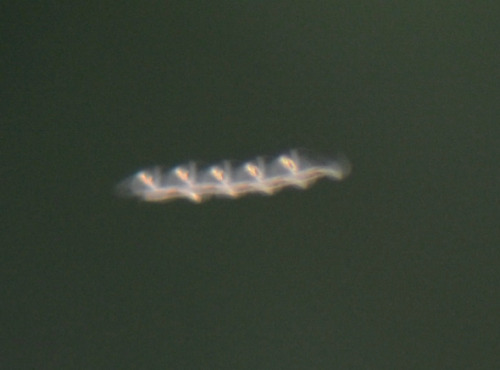 NEVERMIND! I Found What I Was Looking For! They're Called Sky Fish Or Air Rods/flying Rods! (They're