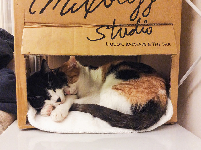 cybergata:  Snuggles in the Kitty Fort by Tetsu hsu on Flickr.