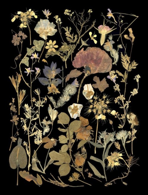 brigantias-isles:Collection of Pressed Flowers ❀ by George Marr (1917)These pressed flowers were col