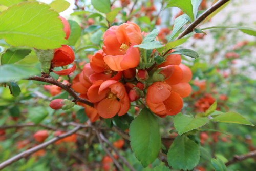 anskupics: Chaenomeles japonica — Japanese quince 