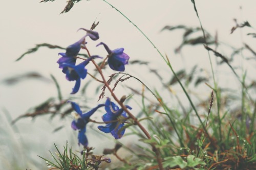 Foggy trails and wild flowers. Iron rock is a magical place.