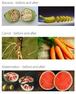 dragonlamp:  thespectacularspider-girl:  jiggly-jello-squid:  art-angelsz:  nunyabizni:   trashcanbees:  asapscience:  Fruits and vegetables, before and after human intervention.  Source   We did a pretty good fucking job, Jesus Christ  Remember this