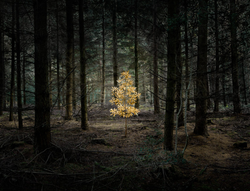 kateoplis:Ellie Davies, In Between the Trees