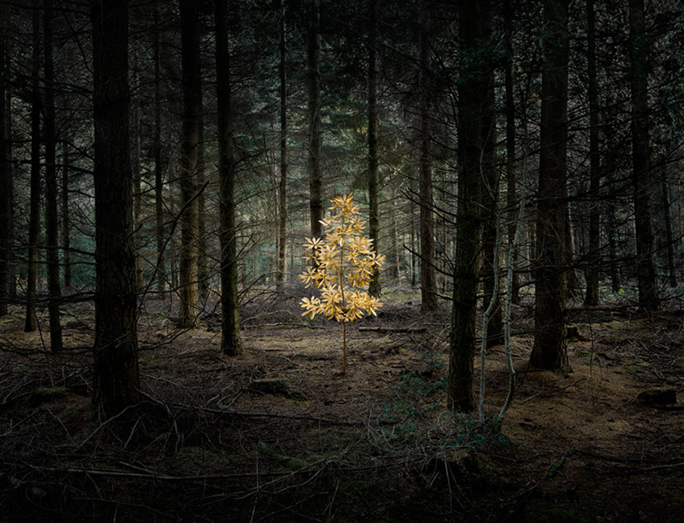 culturenlifestyle:  Mystical Photos of Illuminated Forests in the UK by Ellie DaviesEllie