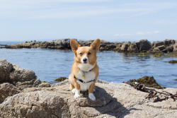 Chubbythecorgi:  Being A Good Sport And Posing For Pics Even Though The Sun Was Too