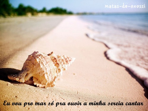 Arruda, guiné e alfazema.