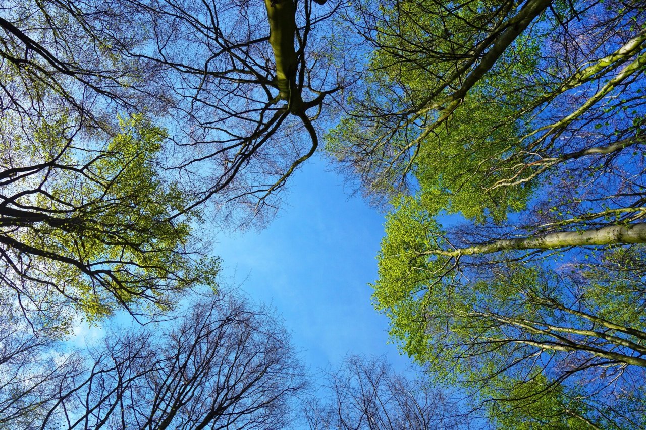 Choosing the Right Tree Service for Your Demands Choosing the Right Tree Service for Your Demands