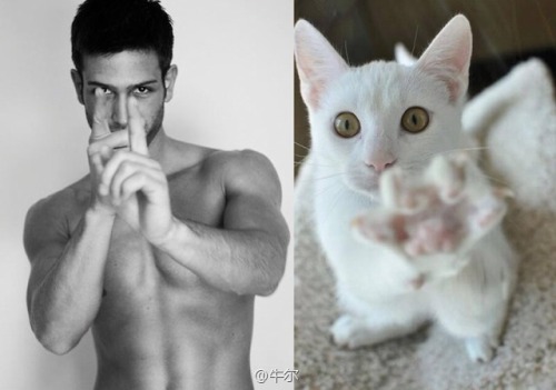 Des Hommes et Des Chatons ~ Meow ~ 