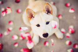 ulzzang-ulzzang61:  Dog!