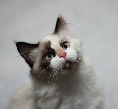 Fonte : www.pixabay.com - kitten.via tinamotta.tumblr.com