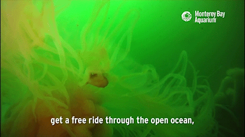 montereybayaquarium:  Jellies play many roles in the ocean ecosystem, from predator to prey. They’re also prime real estate for open-ocean hitchhikers, including crabs, barnacles and fishes! 