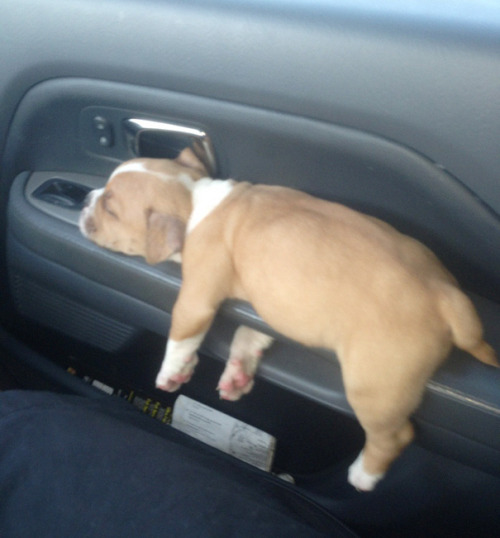 Porn Pics awesome-picz:  Puppies That Can Sleep Anywhere