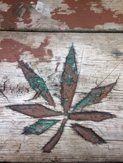 andrewlcole:  Pot leaf I found on my hike today