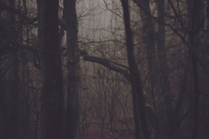 sandersteinsforest:FOREST by Sander Steins / ©Sander Steins - www.sandersteins.com