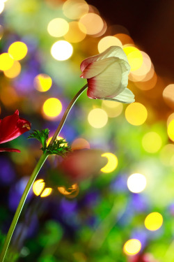 jakupwashere:  magicalnaturetour:  Light decorated flower (by Takashi(aes256))  ╰♥╮ 