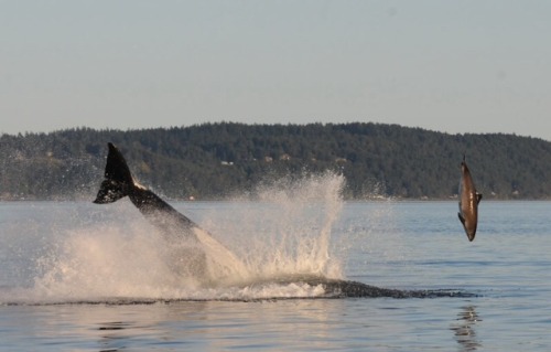arlluk: The sheer power of these animals is out of this world.  T65B ramming a harbor porpoise.  Pho