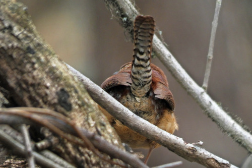 Heads or tailsCarolina wren  (Thryothorus ludovicianus)January 25, 2022Southeastern Pennsylvania