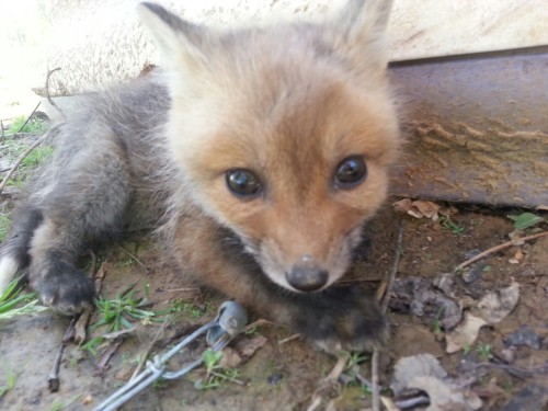 XXX freeofthecoliseums:  LOOK AT THIS BABY FOX photo