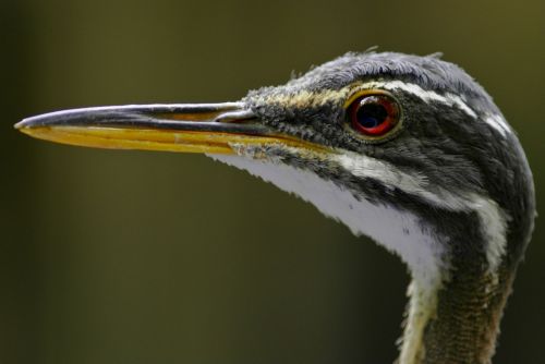 Sunbittern (Eurypyga helias)The sunbittern is a bittern-like bird of tropical regions of the America