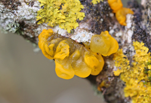 A closer look at an old tree. 