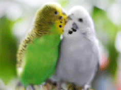 code-pi:“Budgies in Love” [x]