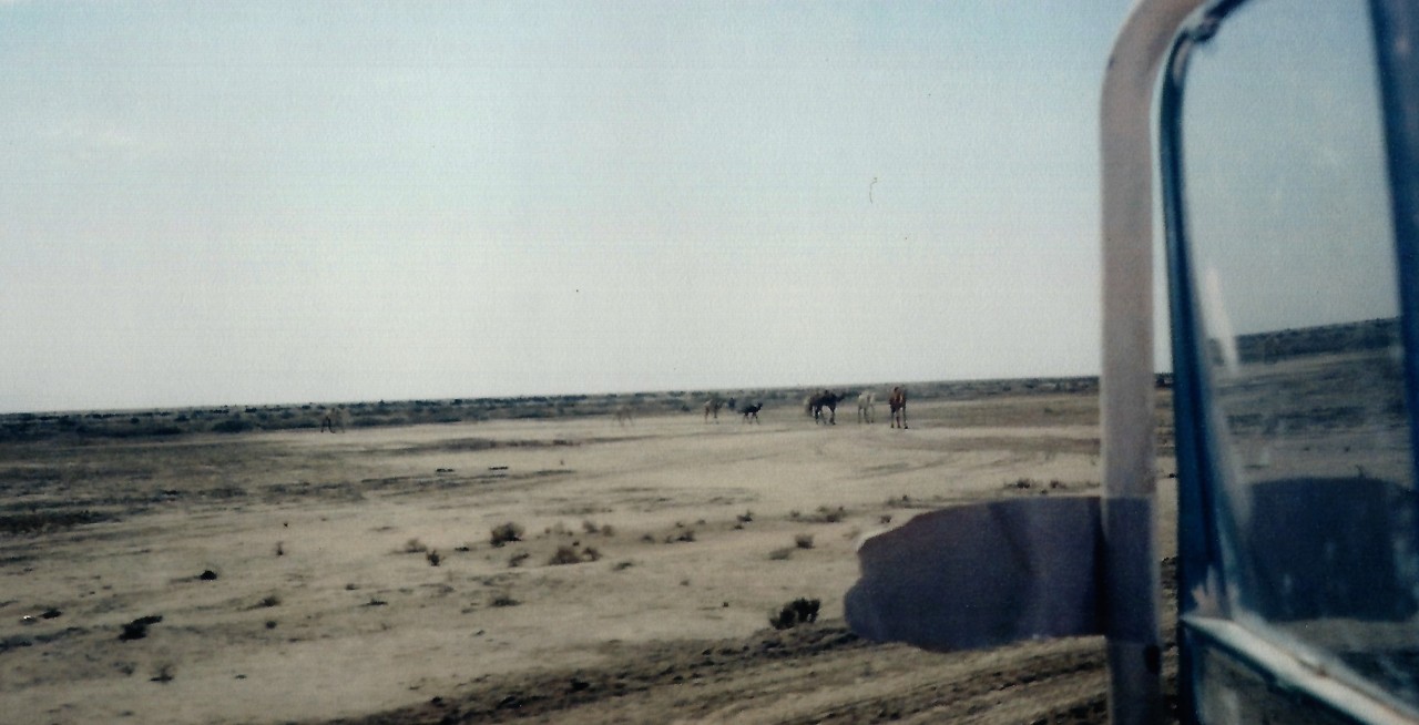 When I seen these I started yelling “Hey camel camel camel HEY camel camel! and