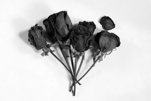Black roses are my favorite